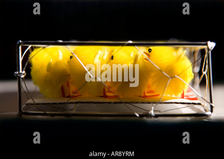 Toy Chicks in a Chicken wire cage Stock Photo