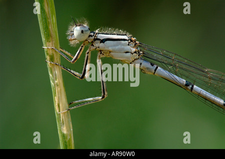 Common Blue Damselfly showing head detail Stock Photo