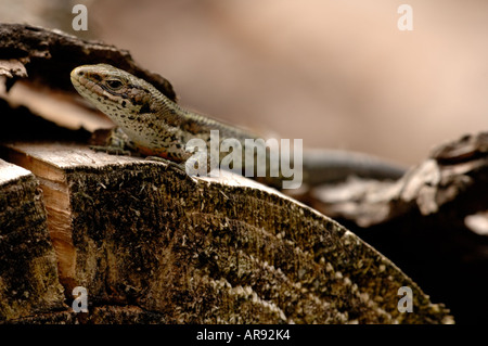 Common Lizard basking in sun Stock Photo