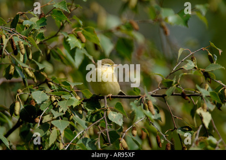 Willow Warbler foraging for insects Stock Photo