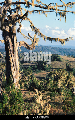 Cedar tree JUNIPERUS PROCERA with Spanish Moss Maralal Mountain northern Kenya East Africa Stock Photo