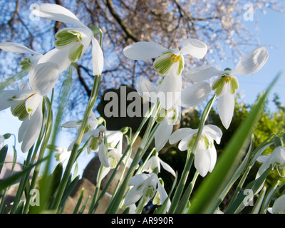 Snowdrops in garden Latin name Galanthus nivalis Stock Photo