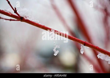 Snow and ice crystals hang from branch of coral bark maple tree Acer palmatum Sango kaku Seattle Washington Stock Photo
