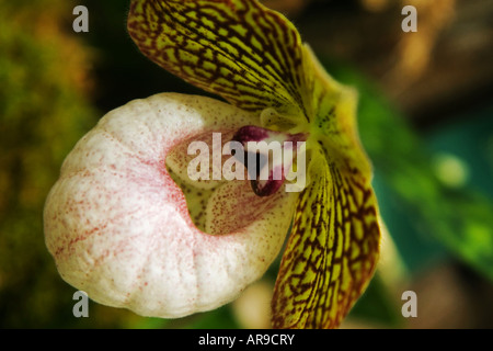 Paphiopedilum Fanaticum, a hybrid lady slipper orchid between malipoense and micranthum Stock Photo