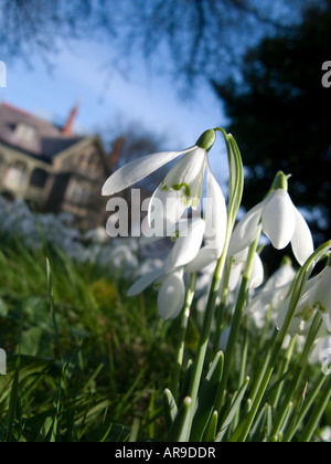 Snowdrops in garden Latin name Galanthus nivalis Stock Photo