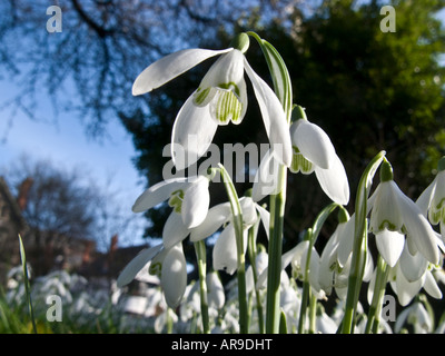 Snowdrops in garden Latin name Galanthus nivalis Stock Photo