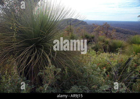 View across wildflowers and bushland, Mt Vincent, Bibbulmun Track, Monadnocks Conservation Area, near Perth, Western Australia Stock Photo