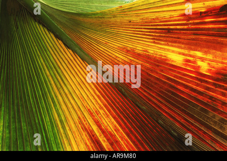 Colorful palm frond in rain forest on Praslin Island in Seychelles Stock Photo