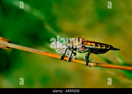 Robber Fly Insect With Prey At Sanjay Gandhi National Park, Borivali ...