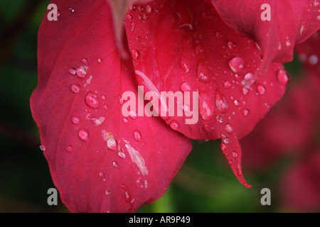 POINTSETTIA EUPHOBIA PULCHERRIMA FLOWER Stock Photo