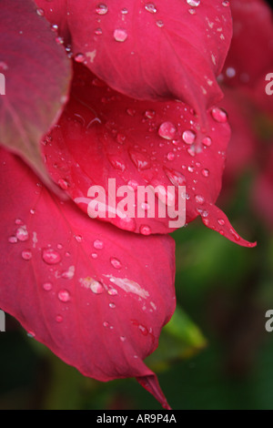 POINTSETTIA EUPHOBIA PULCHERRIMA FLOWER Stock Photo