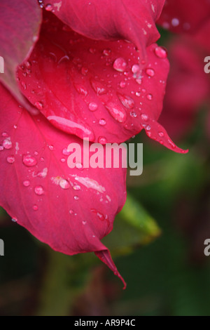 POINTSETTIA EUPHOBIA PULCHERRIMA FLOWER Stock Photo