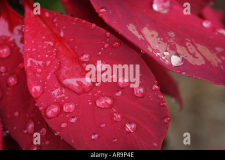 POINTSETTIA EUPHOBIA PULCHERRIMA FLOWER Stock Photo