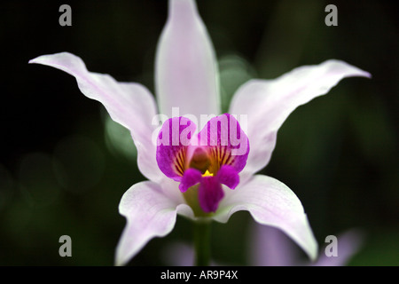 Close-up of a Laelia orchid flower Stock Photo
