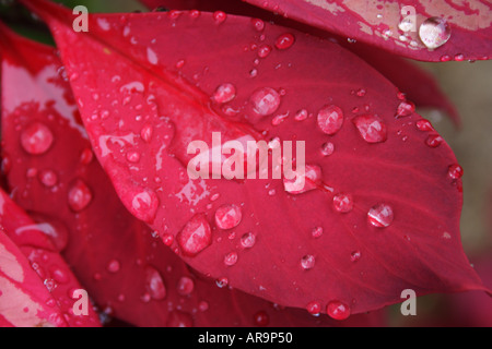 POINTSETTIA EUPHOBIA PULCHERRIMA FLOWER Stock Photo