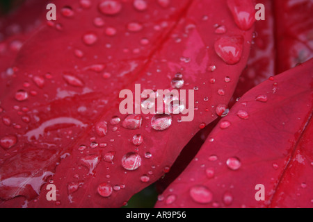 POINTSETTIA EUPHOBIA PULCHERRIMA FLOWER Stock Photo