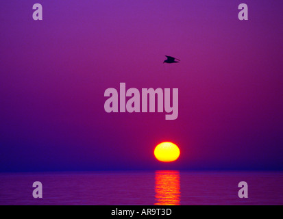 Gull in flight at sunrise on Lake Michigan Point Beach State Forest Wisconsin Stock Photo