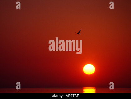 Red hazy sunrise on Lake Michigan gull in flight Point Beach State Forest Wisconsin sunset Stock Photo