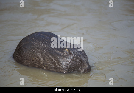 European Beaver Castor fiber Stock Photo