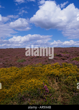 Heathland with Bell Heather - Ling and Dwarf Gorse on Slepe Heath