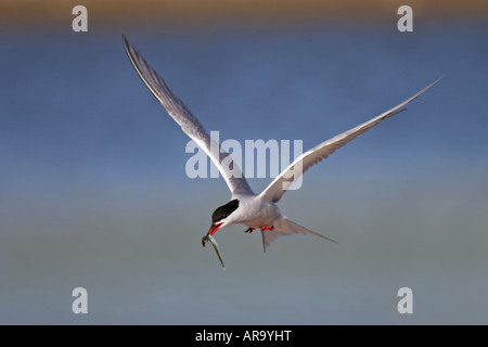 flußseeschwalbe flussseeschwalbe flusseeschwalbe sterna hirundo swallow Stock Photo