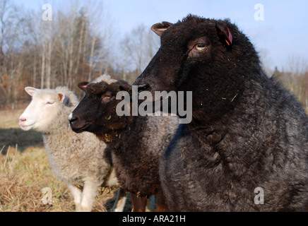 Three sheeps outdoors in winter Stock Photo