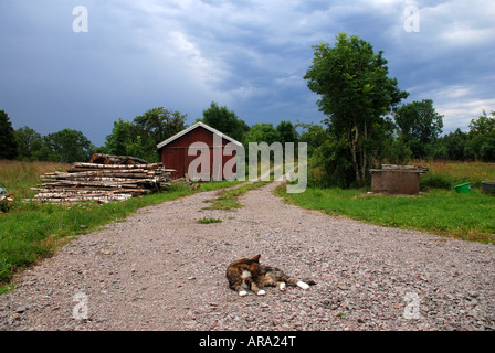 cat laying on a road Stock Photo