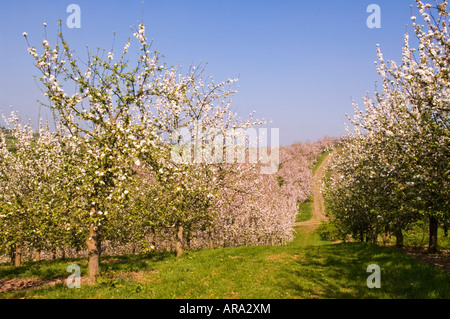 Cider Apple trees in blossom Vale of Evesham Blossom Trail Worcestershire England Stock Photo