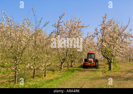 Tractor mowing grass in cider apple orchard during spring blossom Vale of Evesham Blossom Trail Worcestershire England Stock Photo
