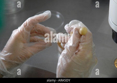 Embryologist placing embryo on a culture dish during Vitrification process at the fertility clinic in Sheba medical center, in Tel Hashomer, Israel Stock Photo