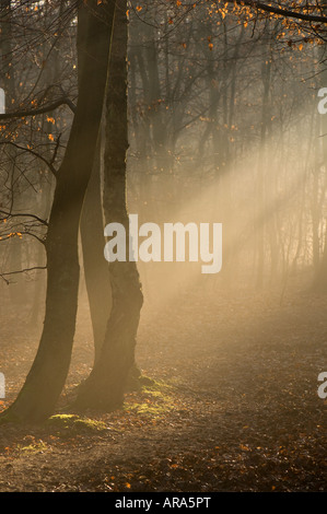 Sun and mist streaming through English countryside Stock Photo