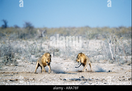 etosha lions fighting pan male namibia alamy