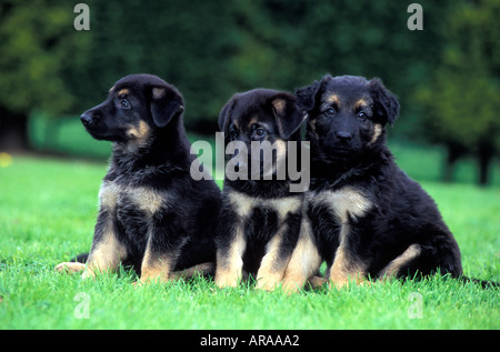 Three German Shepherd puppy dogs, who are  trainee guide dogs, sitting on the grass, England. Stock Photo