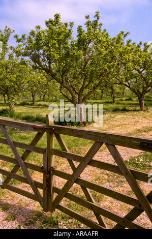 Cider Apple trees Vale of Evesham Worcestershire England Stock Photo