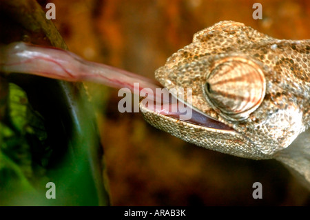 Mediterranean Chameleon AKA common chamaeleon Chamaeleo chamaeleon with out streched tongue to catch prey Stock Photo
