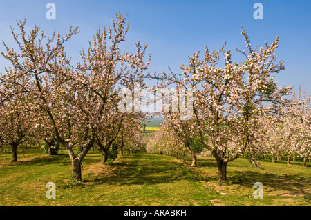Cider Apple trees in blossom Vale of Evesham Blossom Trail Worcestershire England Stock Photo