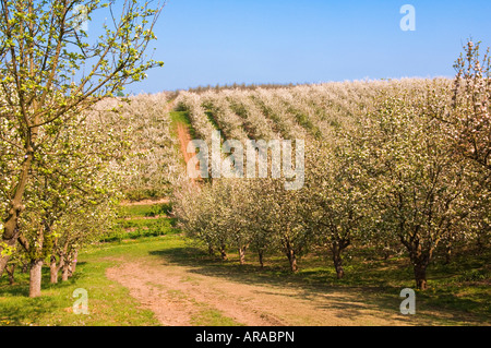 Cider Apple trees in blossom Vale of Evesham Blossom Trail Worcestershire England Stock Photo