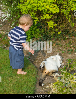 Fifteen month old toddler boy curious about cat should he touch it cat is alive and sleeping in sunshine but it could be dead Stock Photo