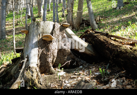 Polypore covered stub in forest Stock Photo