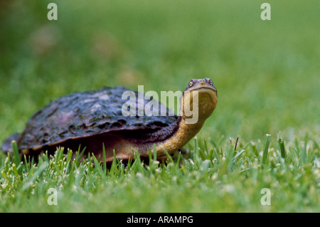 Long necked Tortoise Chelodina longicollis New South Wales Australia Stock Photo