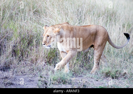 Pride of lions including cubs, plays in the evening sun  on the Masai Mara savannah, Kenya, East Africa. Stock Photo