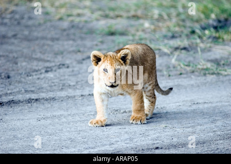 Lion cub plays in the evening sun  on the Masai Mara savannah, Kenya, East Africa. Stock Photo