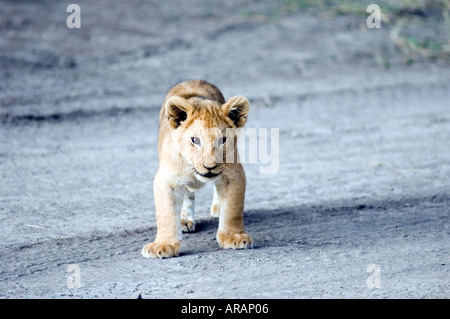 Lion cub plays in the evening sun  on the Masai Mara savannah, Kenya, East Africa. Stock Photo