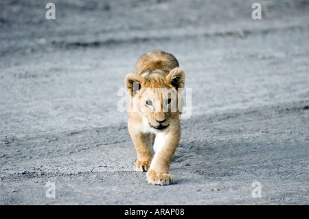 Lion cub plays in the evening sun  on the Masai Mara savannah, Kenya, East Africa. Stock Photo