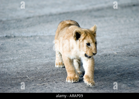 Lion cub plays in the evening sun  on the Masai Mara savannah, Kenya, East Africa. Stock Photo