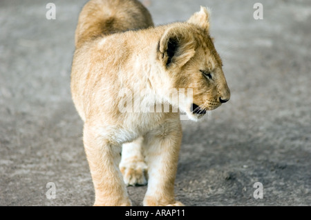 Lion cub plays in the evening sun  on the Masai Mara savannah, Kenya, East Africa. Stock Photo