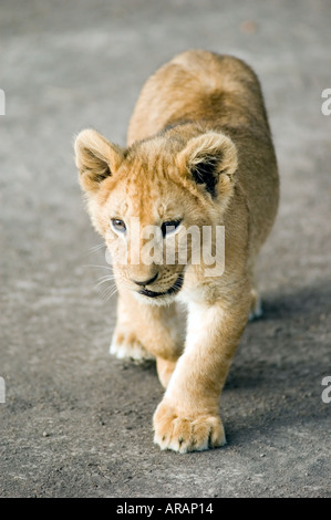 Lion cub plays in the evening sun  on the Masai Mara savannah, Kenya, East Africa. Stock Photo