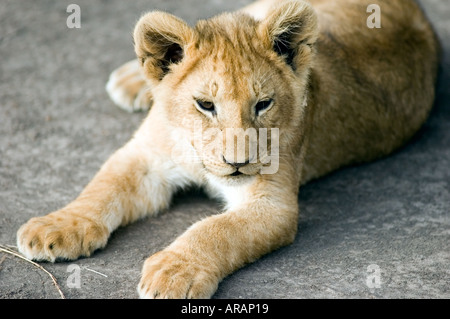 Lion cub plays in the evening sun on the Masai Mara savannah, Kenya, East Africa. Stock Photo