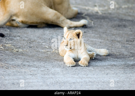 Lion cub plays in the evening sun  on the Masai Mara savannah, Kenya, East Africa. Stock Photo