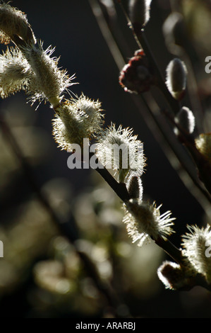 Close-up shot of backlit Willow Catkins in early spring Stock Photo